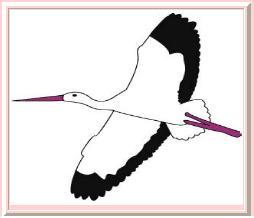 Desenho de uma gaivota