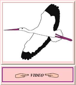 Desenho de uma gaivota
